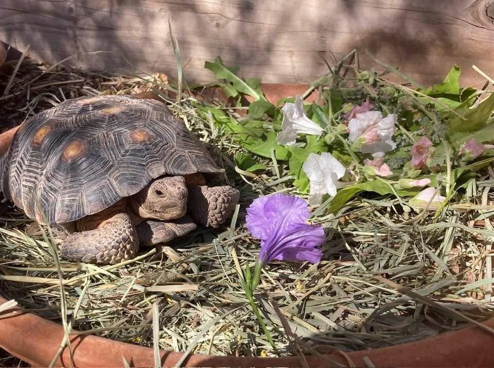A tortoise resting beside purple and white flowers.