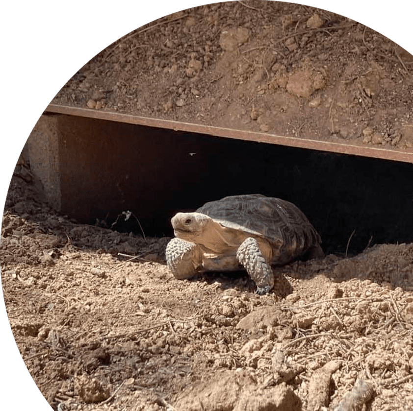 A tortoise emerging from a rusty metal shelter in dirt.