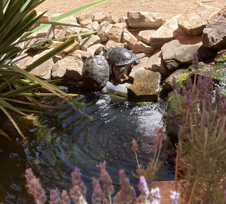 A small pond with rocks and plants around it in a garden.