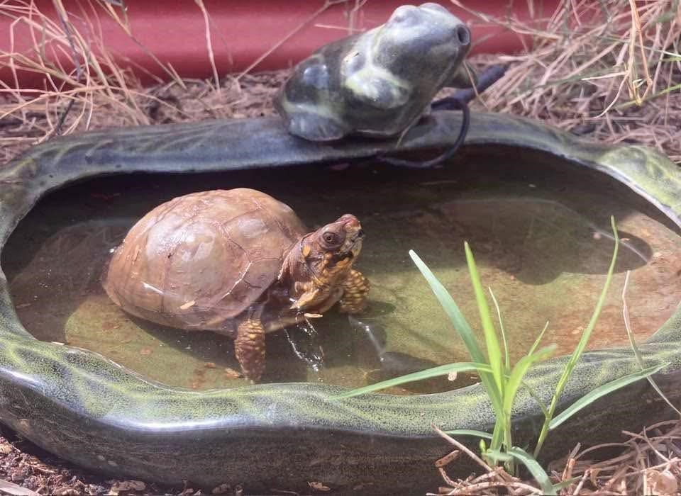 A turtle resting on a rock in a shallow water area with greenery nearby.