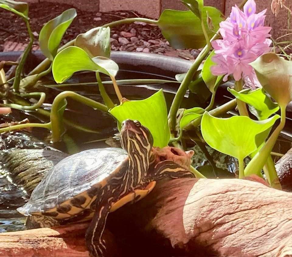 A turtle basking on a branch near pink flowers and green leaves.