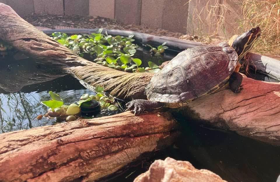 A reptile resting on a rock near a pond with plants.