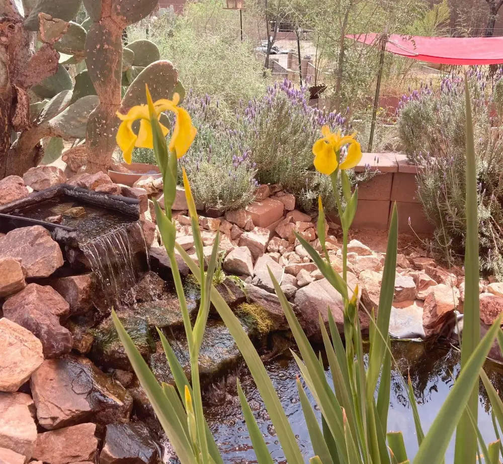 Yellow flowers by a small garden waterfall.